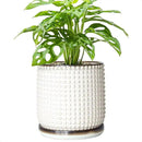 D'vine Dev 6 Inch Ceramic Beaded Stoneware Planter Pot - Flower Pot with Drainage Holes and Saucers for Indoor Succulent Plants or Flowers, Smoked White, 27-C-X-1 by GreenHaven Gardens