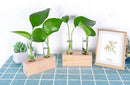 Ivolador Propagation Stations Double Test Tube Plants Terrariums in Wooden Stand Propagation Station for Hydroponic Plants Office Home Decoration by GreenHaven Gardens