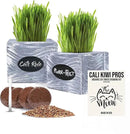 Cat Grass for Indoor Cats Kit – Best Value Organic Seed & Soil for 3 Growing Cycles, Natural Hairball Remedy & Cat Gifts (White Wash) by GreenHaven Gardens