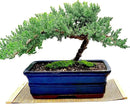 Live Dwarf Juniper Bonsai Tree 12+ Years Old with Bamboo mat| Juniper or Jade Bonsai Tree | Indoor/Outdoor | 100% Handcrafted| Home and Office Décor | Best Gift for Holiday (style3) by GreenHaven Gardens