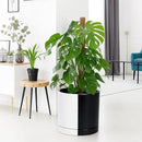 D'vine Dev 12 Inch Ceramic Planter Pot with Drainage Hole and Saucer, Indoor Cylinder Round Planter Pot, Split Monochrome Black & White, 94-O-F-0 by GreenHaven Gardens