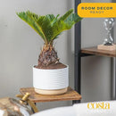 Costa Farms Live Sago Palm, Easy to Grow Live Indoor Plant, Houseplant in Ceramic Plant Pot, Home and Room Decor, 1 Foot Tall by GreenHaven Gardens