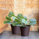 Elly Décor Set of 2 10 inch Round Saucer Modern Self Watering Planter Plates, Pots with Rattan-Like Finish, 10x10 chococlate Brown by CozyNest Decor