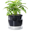 D'vine Dev 6 Inch Design Self Watering Planter for Indoor Plants, Black Terracotta Pot with Cylinder Glass Cup, 37-X-B-3 by GreenHaven Gardens