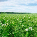 Outsidepride Dundale Spring Field Peas Seeds - 5 lbs. Annual, High-Protein Legume & Cover Crop Seeds for Forage, Food Plot, Gardens & Pastures - Ideal for Improving Soil Health, & Erosion Control by GreenHaven Gardens