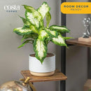 Costa Farms Dieffenbachia Live Plant Indoor, Easy Grow Light and Watering Houseplant, Potted in Indoors Garden Decor Plant Pot, Soil, Grower's Choice, Home and Office Plants Decor, 1 Foot Tall by GreenHaven Gardens