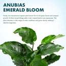 Live Jungle Plants - Anubias Emerald Bloom (Anubias barteri) - Compact Epiphytic Rhizome Plant for Midground Freshwater Aquascapes, Emerald Green Accent - Pot by GreenHaven Gardens