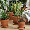 INGOFIN Terracotta Pots Set with Saucer - 2-Pack Ceramic Clay Planters with Drainage Hole, Garden Flower Succulent Pots with Tray for Indoor Outdoor Plants, 8 inch, Set of 2 by CozyNest Decor