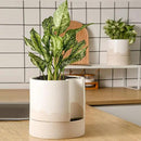 Nihow Self Watering Plant Pot: 8 Inch Ceramic Planter with Drainage Hole & Water Storage Plus for Indoor & Outdoor Plants - Cylinder Round Flower Pot for Succulent/Herbs/Violets - White & Wave Nature by CozyNest Decor