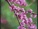 Eastern Redbud Tree (Cercis) - Live Plant - (2.5 QT) by GreenHaven Gardens