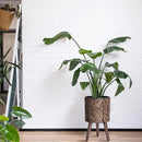 D'vine Dev 10 Inch Planter Pot with Stand, Mid-Century Tall Plant Pot with Legs for Indoor Plants, Medium, Bronze/Grey, 88-L-B-6 by GreenHaven Gardens