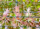 Air Plants - Tillandsia Ionantha Pack, Regular 1-3" - 5ct - Live Arrival Guaranteed - House Plants for Home Decor & Gift by GreenHaven Gardens