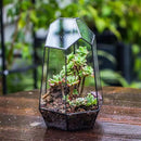 NCYP Geometric Glass Terrarium Planter for Succulent, Small Cacti, Black Irregular Opened Container Pot, Indoor Home Garden Office Tabletop Decor, 6.5" x 5.7" x 9.8" (No Plants, No Door) by CozyNest Decor
