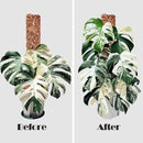 2 Pcs 17 Inch Plastic Moss Pole for Plants Monstera,Designed Specifically for Climbing Plants, Stackable Plant Support for Indoor Plants Plant Support Poles Work with Sphagnum Moss by GreenHaven Gardens