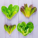 AeroGarden Mixed Romaine Lettuce Seed Pod Kit, Green,Red (9-pod) by GreenHaven Gardens