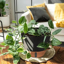 12/10/8 Inch Self Watering Pots for Indoor Plants Plastic Large Plant Pot for Outdoor Plants, Water Level Window & Spacious Reservoir Flower Pots Decorative Planter with Drainage and Tray (Black) by CozyNest Decor