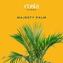 Costa Farms Majesty Palm Live Plant, Indoor and Outdoor Live Palm Tree, Potted in Natural Plant Pot, Tropical Patio, Balcony, Home and Room Decor, Houseplant Gift for Housewarming, 3-4 Feet Tall by GreenHaven Gardens