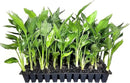 Orange Bird of Paradise | Strelitzia Reginae | 3 Live Plants | Tropical Perennial Blooming Specimen by GreenHaven Gardens