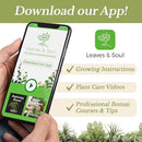 Professional Money Tree Soil | Large 2.2 Quarts Ready to Use for Money Tree Plants | Peat Moss, Coco Coir, Perlite, Dolomite | Made in USA by GreenHaven Gardens