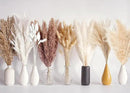 130 PCS Dried Pampas Grass Bouquet, Boho Table Decor, Bunny Tails Dried Flowers, Brown Pampas, Fluffy Pompas, White Pampas Grass for Weddings, Home Decor, Rustic Parties, and Baby Shower Decorations by CozyNest Decor