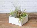 Air Plant Shop 30 Pack Tillandsia Air Plant Grab Bag of Premium Medium & Large Plants- Wholesale and Bulk - Succulents - Live Tillandsia - Easy Care Indoor and Outdoor House Plants by GreenHaven Gardens