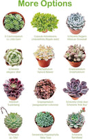 Live Succulent Echeveria 'Mottled Deer', Approx 2-inch Large, Potted Succulents, Fully Rooted, Easy Care House Plants