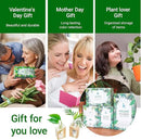 Ivolador Plant Propagation Station, Plant Propagation Tubes,Gifts for Plant Lovers,Plants Cutting Holder Office Desk Garden Décor Gifts for Mom Women Hydroponic Vase Gift Box by GreenHaven Gardens