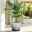 Ceramic Plant Pot 8 Inch - Ceramic Planter for Indoor Plants, Round Flower Pot with Drainage Hole and Saucer, Glaze White and Black by GreenHaven Gardens