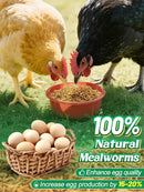 Mealworms Chicken Treats 3 Lbs with Handle Packing, High-Protein Promote Egg Production, Natural Chicken Feed for Laying Hens Wild Birds Ducks by GreenHaven Gardens