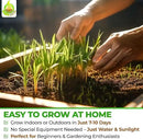Todd’s Seeds – Cat Grass for Indoor Cats, 1lb Wheatgrass – Premium, Non-GMO, Pet-Safe & Easy to Grow – No Fillers, 100% Chemical-Free by GreenHaven Gardens