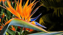 Orange Bird of Paradise | Strelitzia Reginae | 10 Live Plants | Tropical Perennial Blooming Specimen by GreenHaven Gardens
