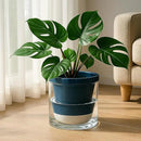 D'vine Dev 10 Inch Design Self Watering Planter for Indoor Plants, Blue Terracotta Pot with Cylinder Glass Cup, 37-X-D-4 by GreenHaven Gardens