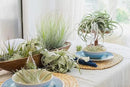 50 Pack of Classic Air Plants Variety - Live Succulent House Plants - Available in Wholesale and Bulk - Home and Garden Decor - Easy Care Indoor/Outdoor Air Plant by GreenHaven Gardens