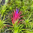 Air Plants - Tillandsia Ionantha Pack, Regular 1-3" - 5ct - Live Arrival Guaranteed - House Plants for Home Decor & Gift by GreenHaven Gardens