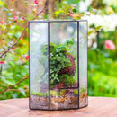 NCYP Wall Corner Geometric Glass Terrarium, Closed Front Opening Door Container Planter for Succulents, Small Plants - Black, Indoor Decor, Tabletop Landscape, 6.1" x 6.1" x 11.8" (Terrarium Only) by GreenHaven Gardens