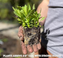 32 Live Butterfly Milkweed Plants (Asclepias tuberosa) Perennial Wildflowers from My Home Park – Individually Potted in 4” Pots – 4–8” Tall on Arrival – Not Seeds – Blooms in Mid-Summer – Zones 4-8 by GreenHaven Gardens