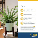 Costa Farms Ferns (2 Pack), Live Premium Boston Fern Plants in Hanging Basket Planters, Houseplants Potted in Soil Potting Mix, Outdoor Garden Gift, Beautiful Home Patio Décor, 16-Inches Tall by GreenHaven Gardens