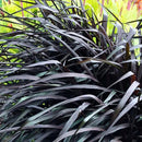 Pack 3 Fountain Grass Plants Live, 5-9 Inch Tall, Ornamental Grasses Live Plants Perennial, Well-Rooted Perennial Grass Clumps (Black Fountain Grass) by GreenHaven Gardens