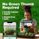 HOME GROWN 𝗨𝗦𝗔 𝗣𝗥𝗘𝗠𝗜𝗨𝗠 500+ Cilantro Seeds for Planting Indoors or Outdoors - Heirloom 𝗡𝗢𝗡-𝗚𝗠𝗢 Coriander Seeds, Grow Your Own Cilantro Plant - Culinary Herb Seeds for Your Herb Garden by GreenHaven Gardens