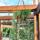 Tioncy 50 Pcs Plastic Hanging Planter Round Hanging Pot for Plants Containers with Hook Flower Plant Pots Holders for Outdoor Indoor Plant Balcony Garden Decor(Coffee) by GreenHaven Gardens
