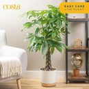 Costa Farms Live Plants (2-Pack), Money Tree and Bird of Paradise, Easy to Grow Large Indoor Outdoor Houseplants in 10-Inch Plant Pots, House Plant Gift, Office, Living Room, Home Decor by GreenHaven Gardens