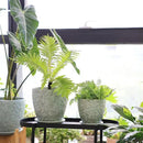 8 Inch + 6 Inch Plant Pots for Indoor Plants, Ceramic Planter with Drainage Hole and Saucers, Garden Pots for Succulent, Orchid, and Flower, Set of 2 by CozyNest Decor