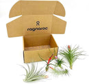 Air Plants - Elsker Gift Box - Large 4" - 5ct - Live Arrival Guaranteed - House Plants for Home Decor & Gift by GreenHaven Gardens