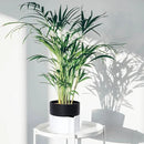 Phoenix Vine 6.5 Inch Self-Watering Planter Pot with Terracotta Insert, Deep Water Reservoir, and Ceramic-Alike BPA-Free Plastic Pot for Plant, Modern Planter for Houseplants, White/Black, 53-B-S-4 by CozyNest Decor