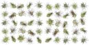 Air Plants Bulk - Tillandsia Ionantha Wholesale Pack, Regular 1-3" - 50ct - Live Arrival Guaranteed - House Plants for Home Decor & Gift by GreenHaven Gardens