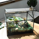 Black 1 Large Glass Plant Terrarium Kit with Lip Greenhouse for Succulents by CozyNest Decor