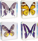 4 PCS Butterfly Specimen Set, Danaus Genutia, Graphium Sarpedon, Asian Swallowtail, Delias Pasithoe Butterfly Resin Collection Science Toys by TinyTreasures Baby Boutique