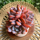 FWPP Succulent Plants Live Echeveria Orange Monroe,3-4 Head 3.5 inches Pink Mini Plants,Bare Root Without Pot Soil Live Plants,Wedding Garden Indoor House Baby Shower Decor Friend Plant Lover Gift by GreenHaven Gardens