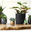 D'vine Dev 8 Inch Ceramic Planter Pot with Drainage Hole and Saucer, Indoor Cylinder Round Planter Pot, Black, 94-O-D-2 by GreenHaven Gardens