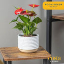 Costa Farms Anthurium, Live Indoor House Plant with Red Flowers, Easy Care Plant in Modern Plant Pot, 12-Inches Tall | Valentines Day Gift | Valentines Day Decoration by GreenHaven Gardens
